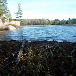 View of part of the Cranberry Bog from behind a beaver dam, the wall of dam rising halfway up the view, showing the water's abrupt edge.