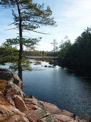 A lone pine stands on pink granite before the Cranberry Bog.