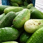 Cucumbers spilling out of a milk crate.