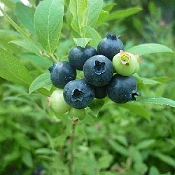 Deep blue blueberries, a few small green ones nestled in the bunch.