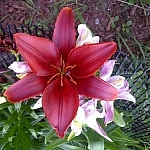 Deep red lily from the garden