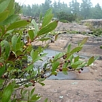 A pink granite rock outcrop stretches towards the forest, berries hanging from a branch in the foreground.