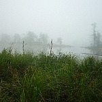 Mist floating above the water beyond a grassy shoreline along the Tar Vat Bay Trail.