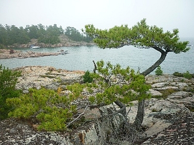 This large boat is anchored in a bay in the background, behind a shapely tree in the foreground, which was seen at Tar Vat Bay near Killarney's lighthouse.