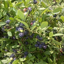 Patch of near-black blueberries