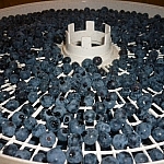 Fresh, wild blueberries spread out on a dehydrator tray, ready to be dried.