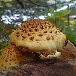 Horned mushroom in shades of reddish-brown.