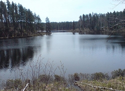 Spring scenery while hiking in Ontario at Esker Lakes Provincial Park.