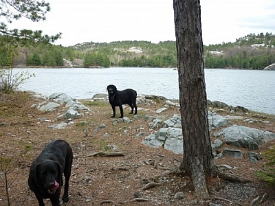 Two black labs standing by a lake in Killarney Provincial Park.