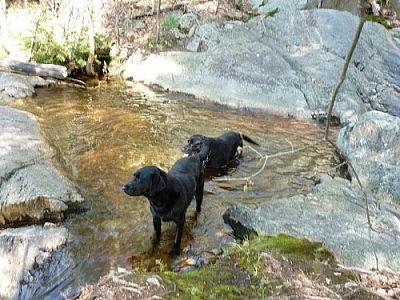 Fetcher and Maggie swimming in Killarney Provincial Park.