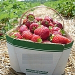A full basket of strawberries sits in a straw-covered aisle between two rows of strawberries.