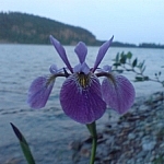 Beautiful flower seen on the waterside while hiking in Ontario at Gull Lake.