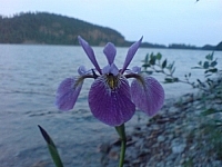 Flower on the waterside at Gull Lake (Temagami area)