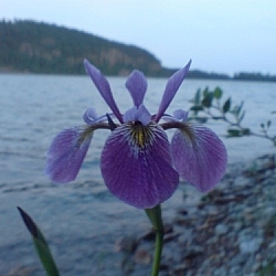 Flower on the waterside at Gull Lake (Temagami area)