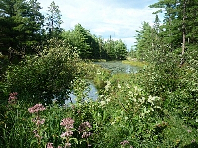 Marsh along Atakas Trail seen while day-tripping on the shores of Lake Nipissing in Mashkinonje Park.