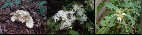 Part of our task during the Jirisan wetland eco-tour was monitoring the plant species surrounding the wetlands. A few examples I found are pictured here.