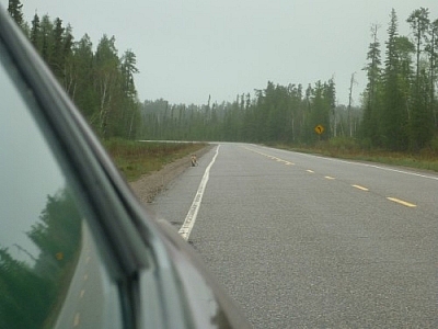 Returning from our Wakami Provincial Park backcountry trip, we saw a fox crossing the highway with a hare in its mouth.