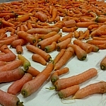 Fresh-picked garden carrots.