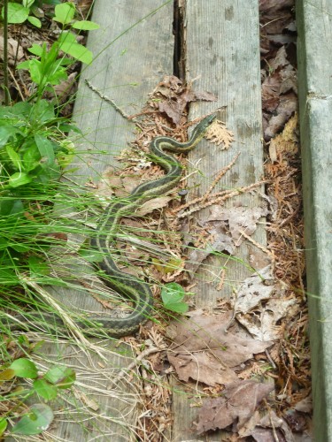 Garter snake seen on a boardwalk while hiking the History Loop on Etienne Trail.