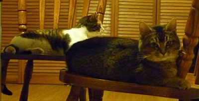 Grooby and Currdles sitting on chairs beneath the dining table.