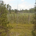 A meadow with dead trees in the centre.