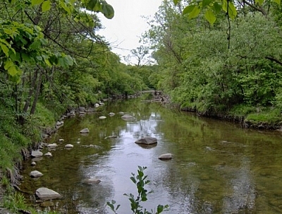 Scenic close-up of the river heading off into the forest.