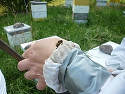 A bee sits on Tracy's hand.