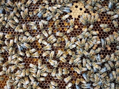 Honey bees