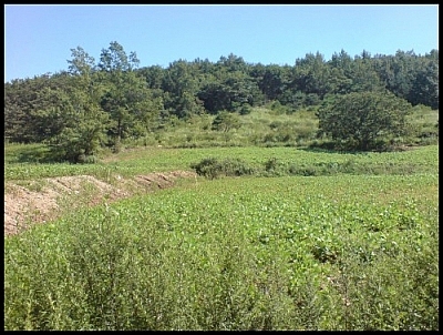 The scenery at the first stop on our Jirisan wetland eco-tour.