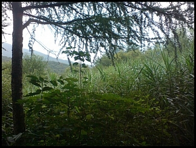 Oegok is a very fragile marsh which we visited during our Jirisan wetland eco-tour.