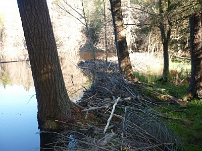 Crossing a beaver dam along the La Cloche Silhouette Trail