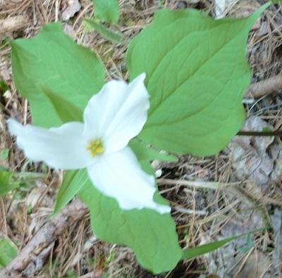 This trillium, a symbol for the province of Ontario and its official flower, was photographed while trekking Killarney's La Cloche Silhouette loop trail.