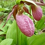 Two lady slippers