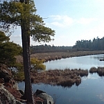 A lone tree stands on a small rock outcrop jutting out over a wetland.