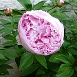 Large pink garden flower