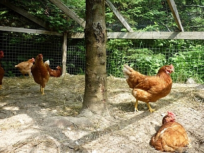 Laying hens walking about outside their coop, taking a break from laying eggs. Lol!