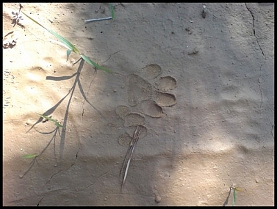 Leopard cat prints found in the sand during a Jirisan wetland eco-tour.