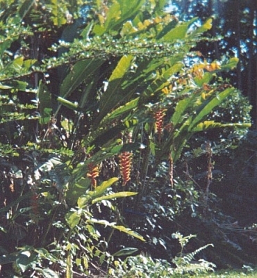 Lobster claw bromeliads growing just outside the hacienda at Picaflor Research Centre in Peru's Tambopata region.