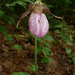 Lone lady slipper blooming in the wild.