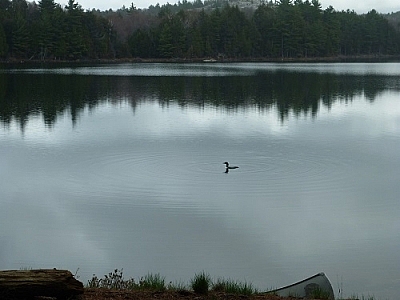 The first of the loons to visit us at our campsite that weekend.