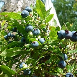 Picking blueberries at the base of a tree...