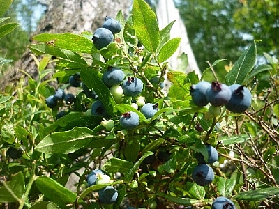 Picking blueberries at the base of a tree...