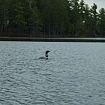 A lone loon seen from our canoe while paddling on David Lake in Killarney Provincial Park.