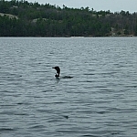 Loon swimming on David Lake.