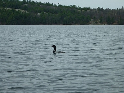 Floating near a loon while paddling back on our last day canoe camping in Killarney.