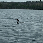 The last of the loons we saw that weekend...