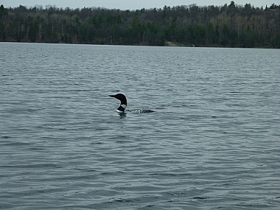 The last of the loons we saw that weekend...