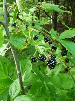 Branch full of blackberries.