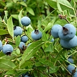 Big blueberries!