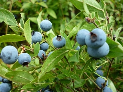 Big blueberries!